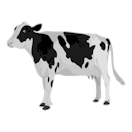 cow svg